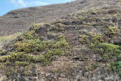 Pozemky na prodej v Teror, Las Palmas, Gran Canaria. 