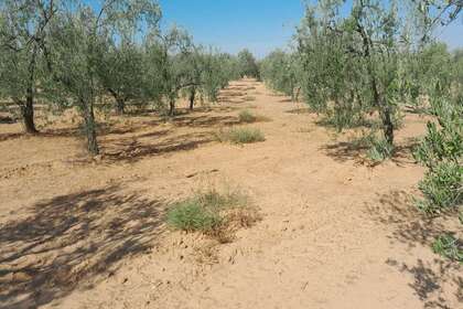 Pozemky na prodej v La Carpintera, Almonte, Huelva. 