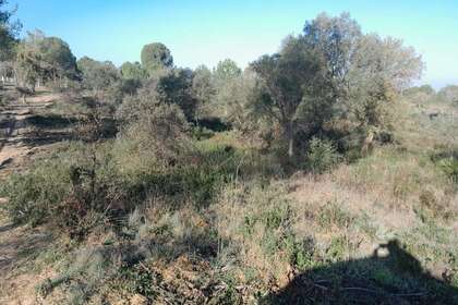 Pozemky na prodej v Los Serranos, Almonte, Huelva. 