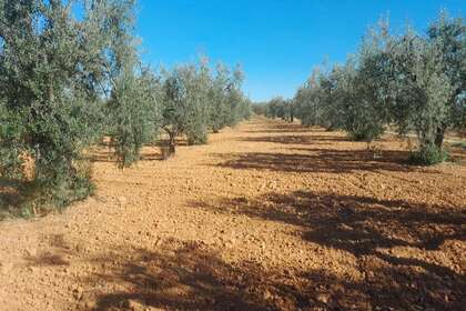 Pozemky na prodej v Raigal, Almonte, Huelva. 