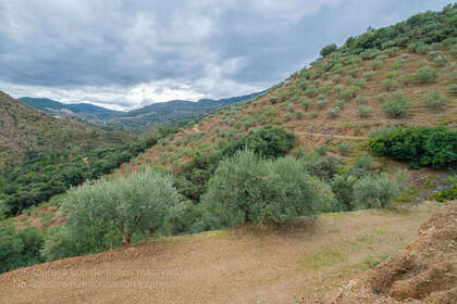 Plot for sale in Monda, Málaga. 