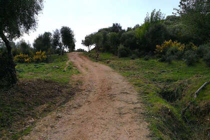 Ranch for sale in Gaucín, Málaga. 