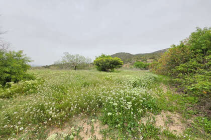 Grundstück/Finca zu verkaufen in Monóvar/Monòver, Alicante. 