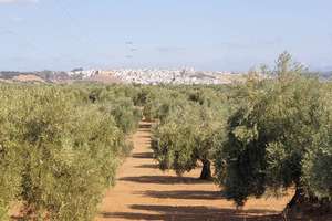 Rural/Agricultural land for sale in Bailén, Jaén. 