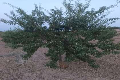 Percelen/boerderijen verkoop in Sevilleja, Bailén, Jaén. 