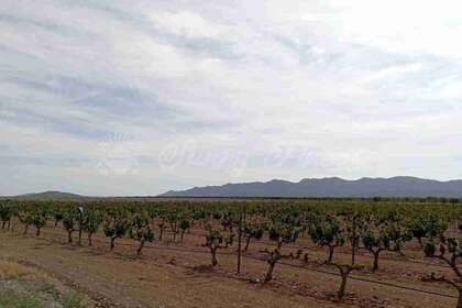 Landbouwgrond verkoop in Yecla, Murcia. 