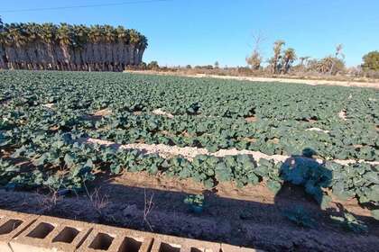 Rural/Agricultural land for sale in Derramador (elche) (pda), Alicante. 