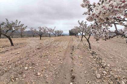 Landdistrikter / landbrugsjord til salg i Yecla, Murcia. 