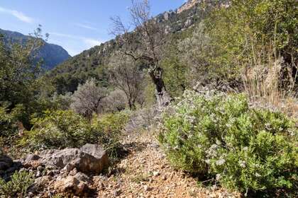 Landbouwgrond verkoop in Sóller / Sóller, Baleares (Illes Balears), Mallorca. 