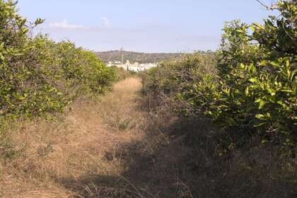 Terras Agrícolas / Rurais venda em Alcanar, Tarragona. 