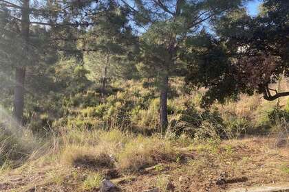 Urban plot for sale in Riera, La (Riudarenes), Girona. 