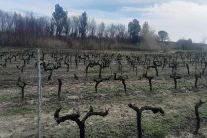 Pozemky na prodej v Paraje la Teja, Almonte, Huelva. 