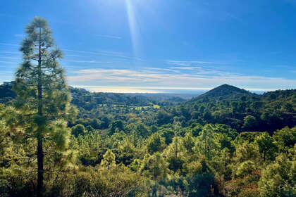 Plot for sale in Benahavís, Málaga. 