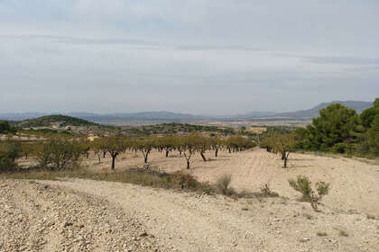 Plot for sale in Abanilla, Murcia. 