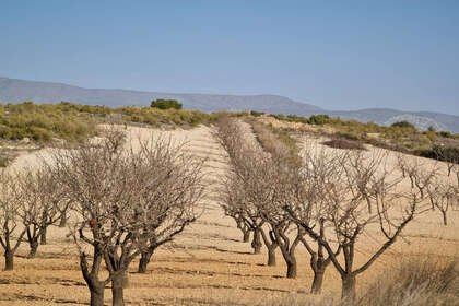Plot for sale in Jumilla, Murcia. 