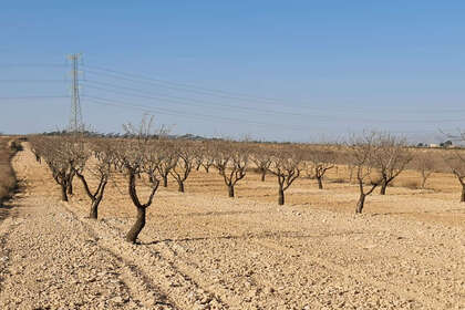 Plot for sale in Jumilla, Murcia. 