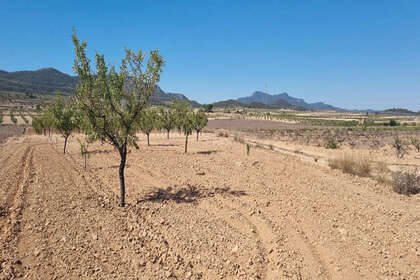 Plot for sale in Jumilla, Murcia. 