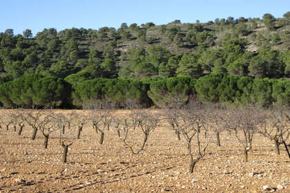 Plot for sale in Yecla, Murcia. 