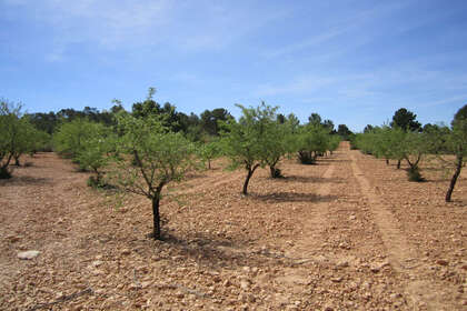 Plot for sale in Yecla, Murcia. 