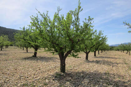 Plot for sale in Yecla, Murcia. 