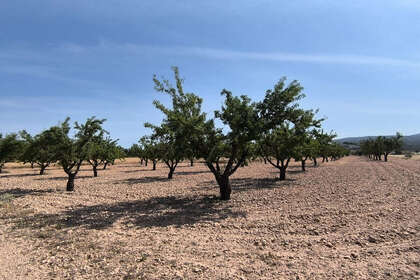 Plot for sale in Monóvar/Monòver, Alicante. 