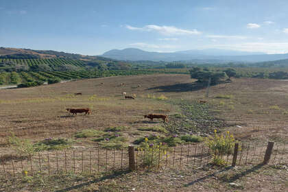 Percelen/boerderijen verkoop in Jimena de la Frontera, Cádiz. 