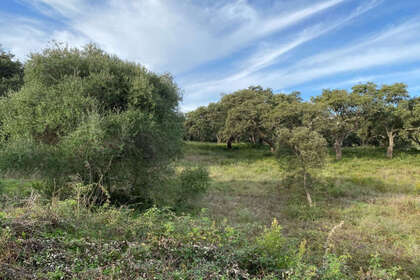 Parcela/Finca venta en San Roque, Cádiz. 