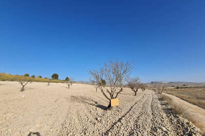 Plot for sale in Jumilla, Murcia. 