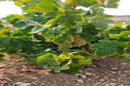 Plot for sale in Abanilla, Murcia. 