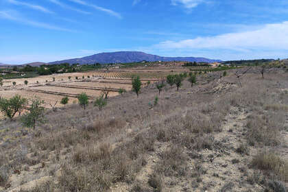情节 出售 进入 Pinoso, Alicante. 