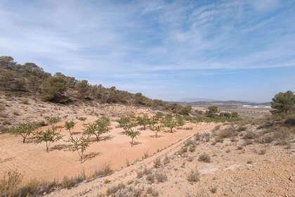 Plot for sale in Abanilla, Murcia. 