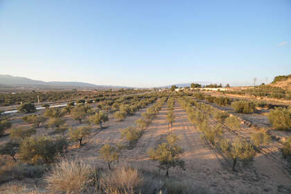Plot for sale in Pinoso, Alicante. 