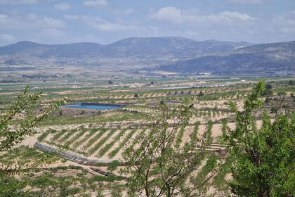 Plot for sale in Yecla, Murcia. 