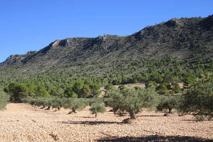 Plot for sale in Yecla, Murcia. 
