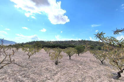 Plot for sale in Yecla, Murcia. 