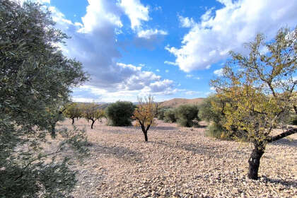 Plot for sale in Yecla, Murcia. 