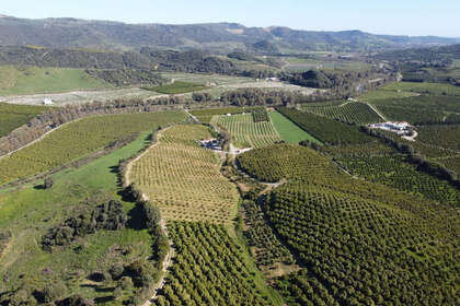 Plot for sale in Casares, Málaga. 