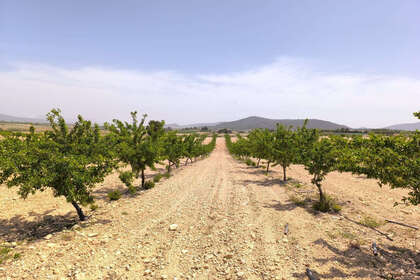 Plot for sale in Pinoso, Alicante. 