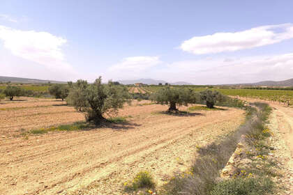 Plot for sale in Pinoso, Alicante. 
