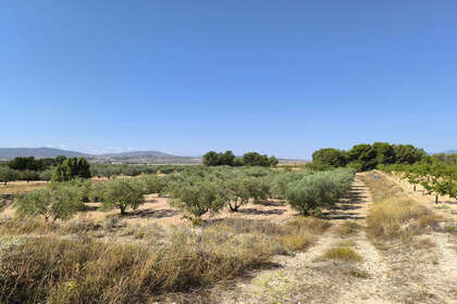 Plot for sale in Monóvar/Monòver, Alicante. 