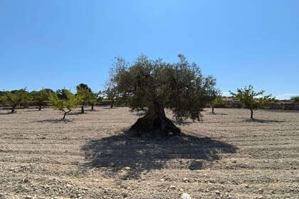 Plot for sale in Monóvar/Monòver, Alicante. 
