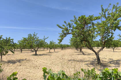 Plot for sale in Monóvar/Monòver, Alicante. 