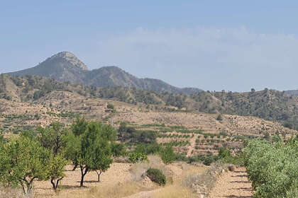 Plot for sale in Abanilla, Murcia. 