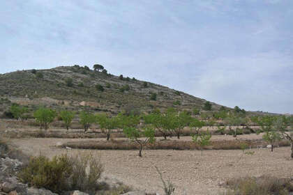 Plot for sale in Jumilla, Murcia. 
