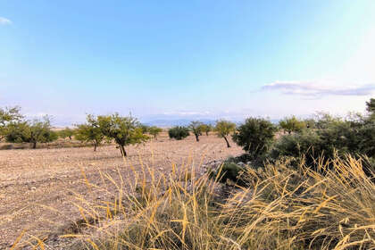 Plot for sale in Pinoso, Alicante. 