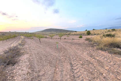 Plot for sale in Pinoso, Alicante. 