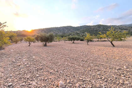 Plot for sale in Pinoso, Alicante. 