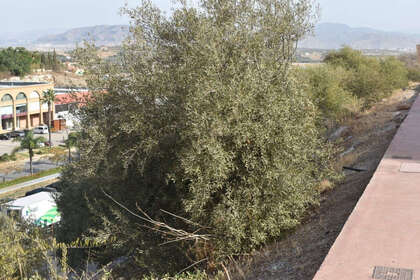 Plot for sale in Coín, Málaga. 