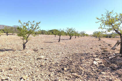 情节 出售 进入 Monóvar/Monòver, Alicante. 