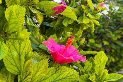 耳房 出售 进入 Torrevieja, Alicante. 